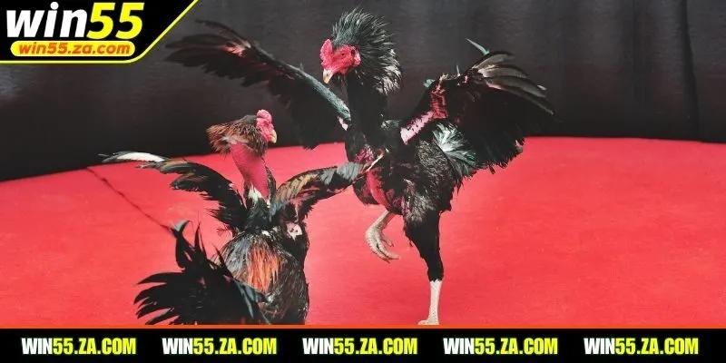 Nên học hỏi từ người tham gia có kinh nghiệm